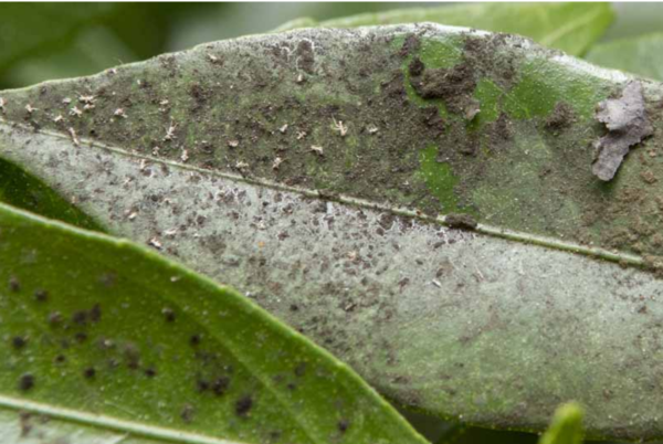 How To Treat Sooty Mold Fungus On Your Greenhouse Plants Fin Food