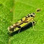 Leafhopper 1